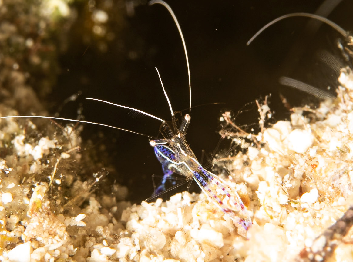 Tiny Pederson shrimp
