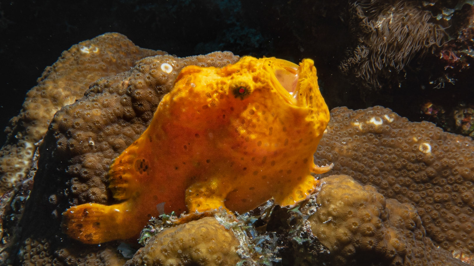 Frogfish