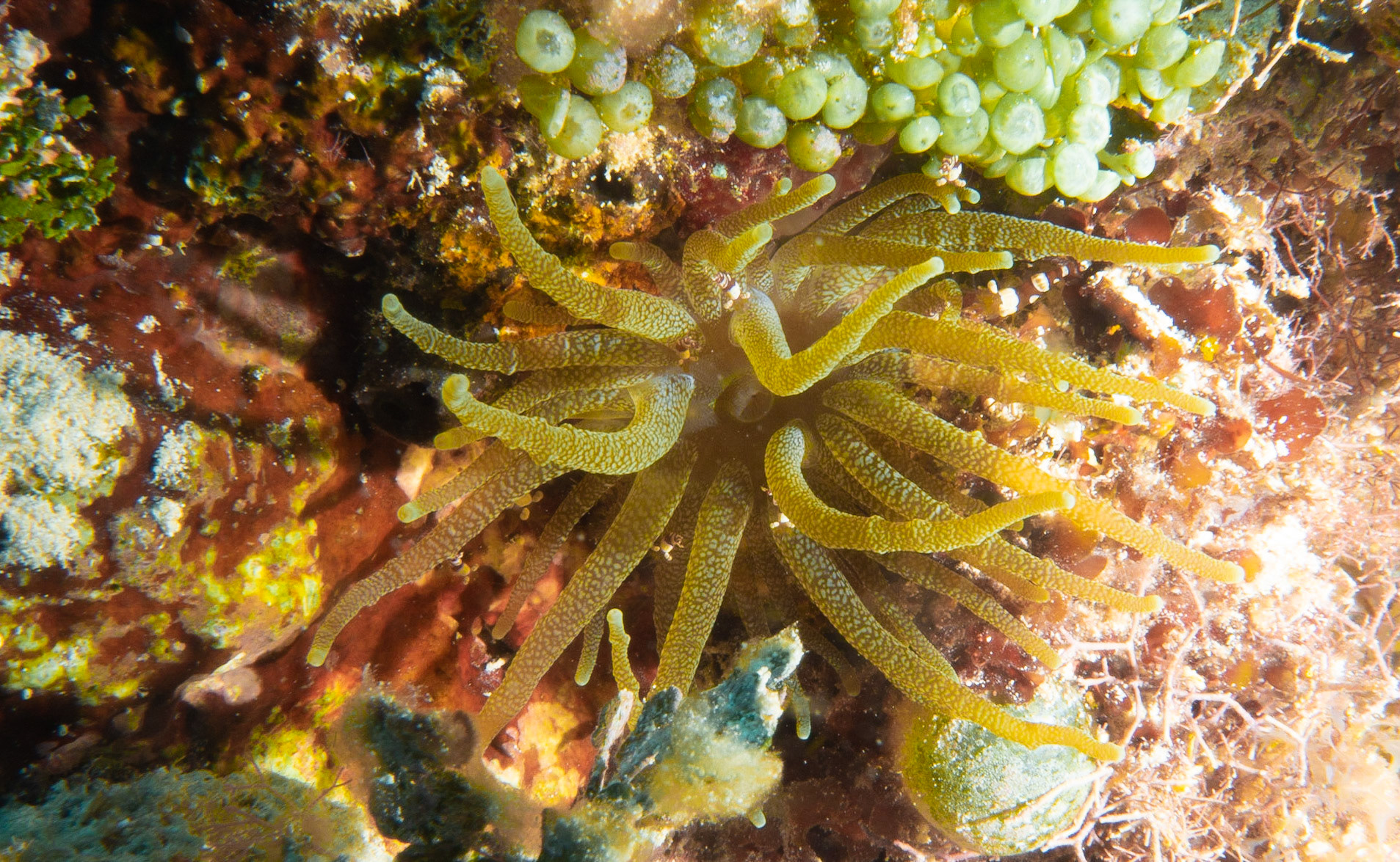 Anemone with squat anemone shrimp