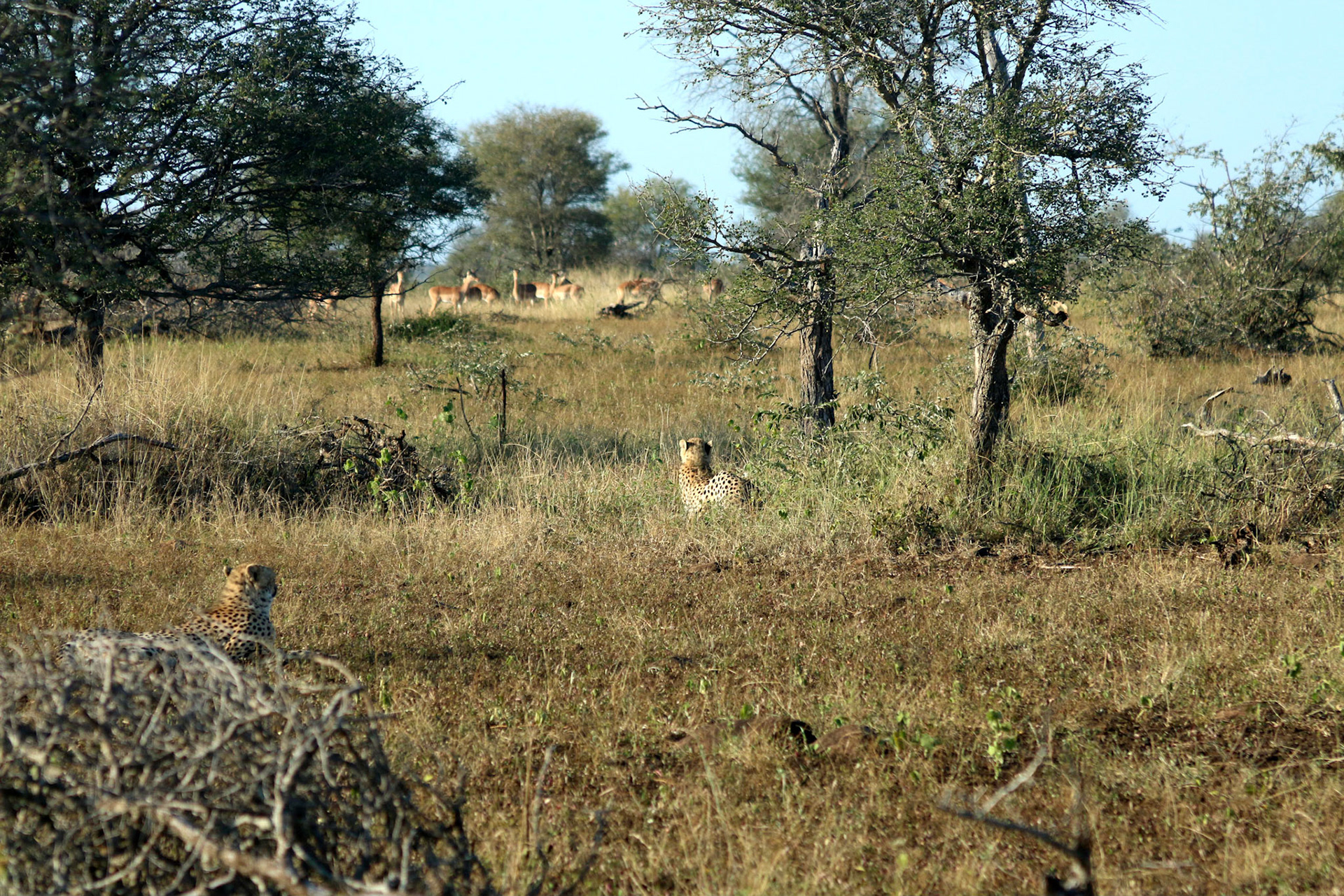 Cheetahs watching impalas