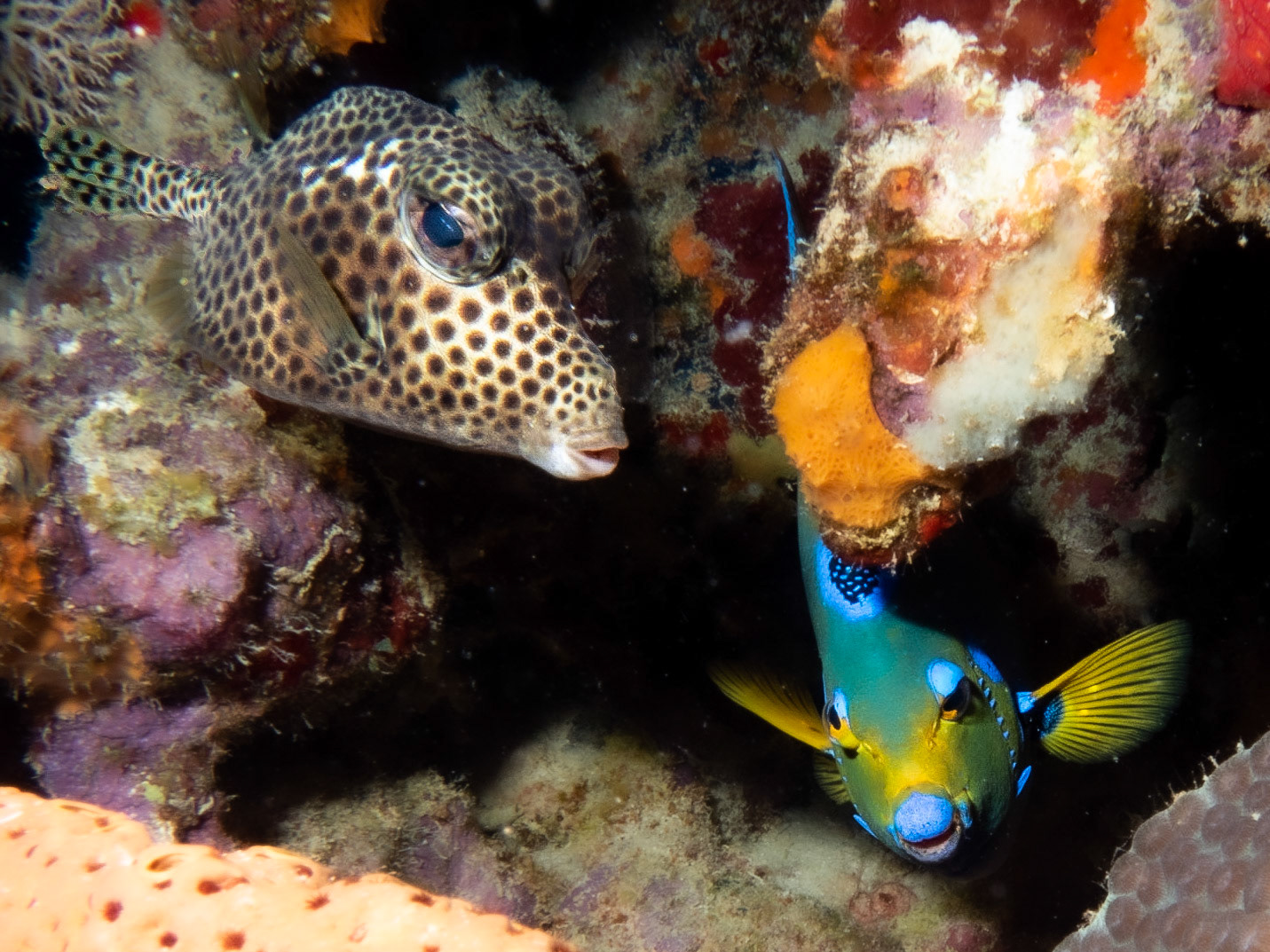 Trunkfish and grand parrotfish