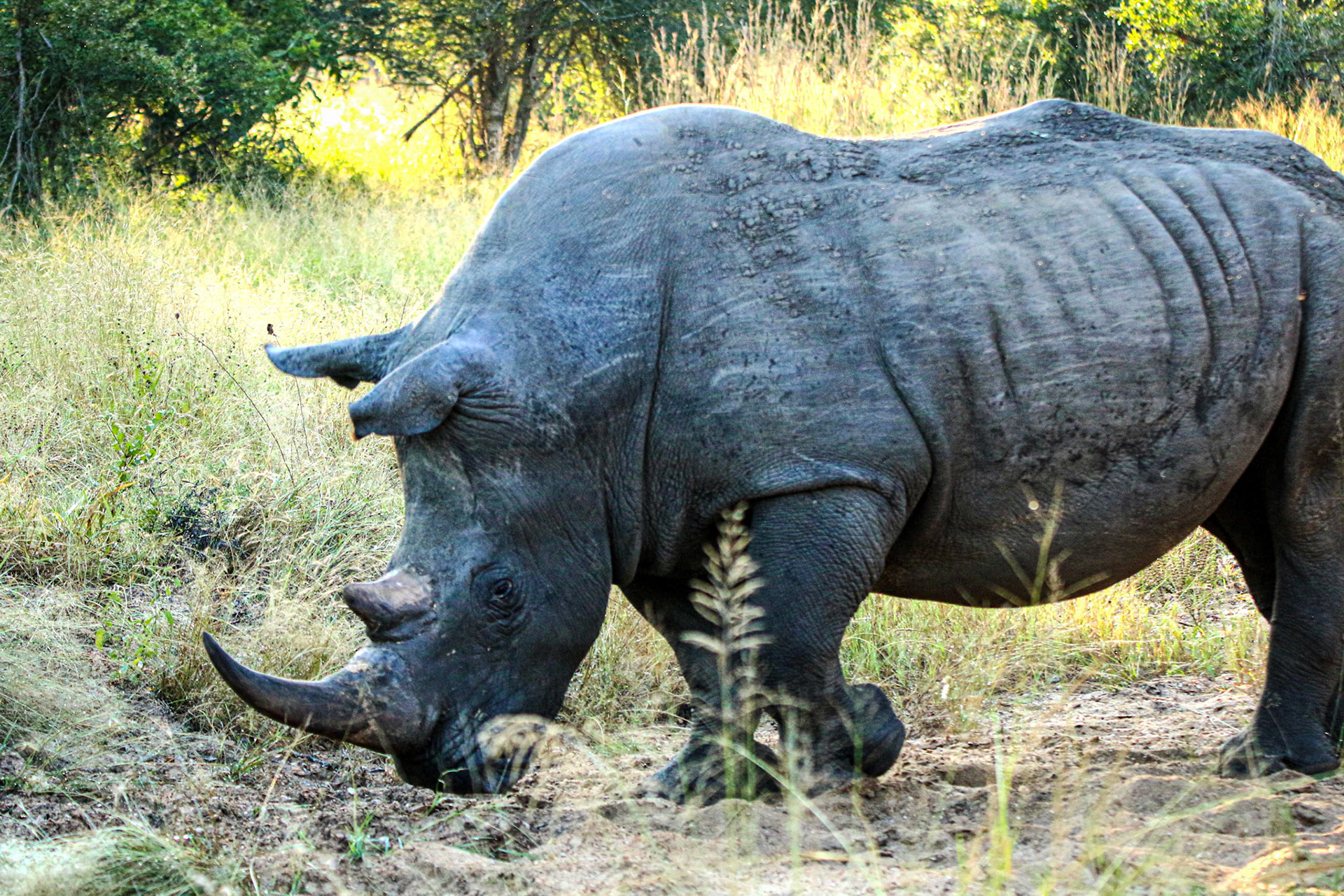 Rhino