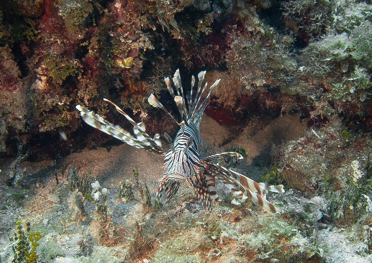 Lionfish
