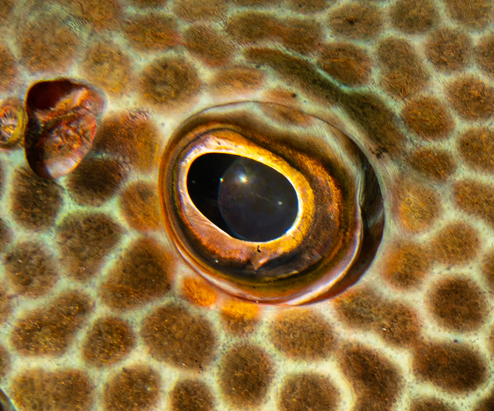Eye of the grouper
