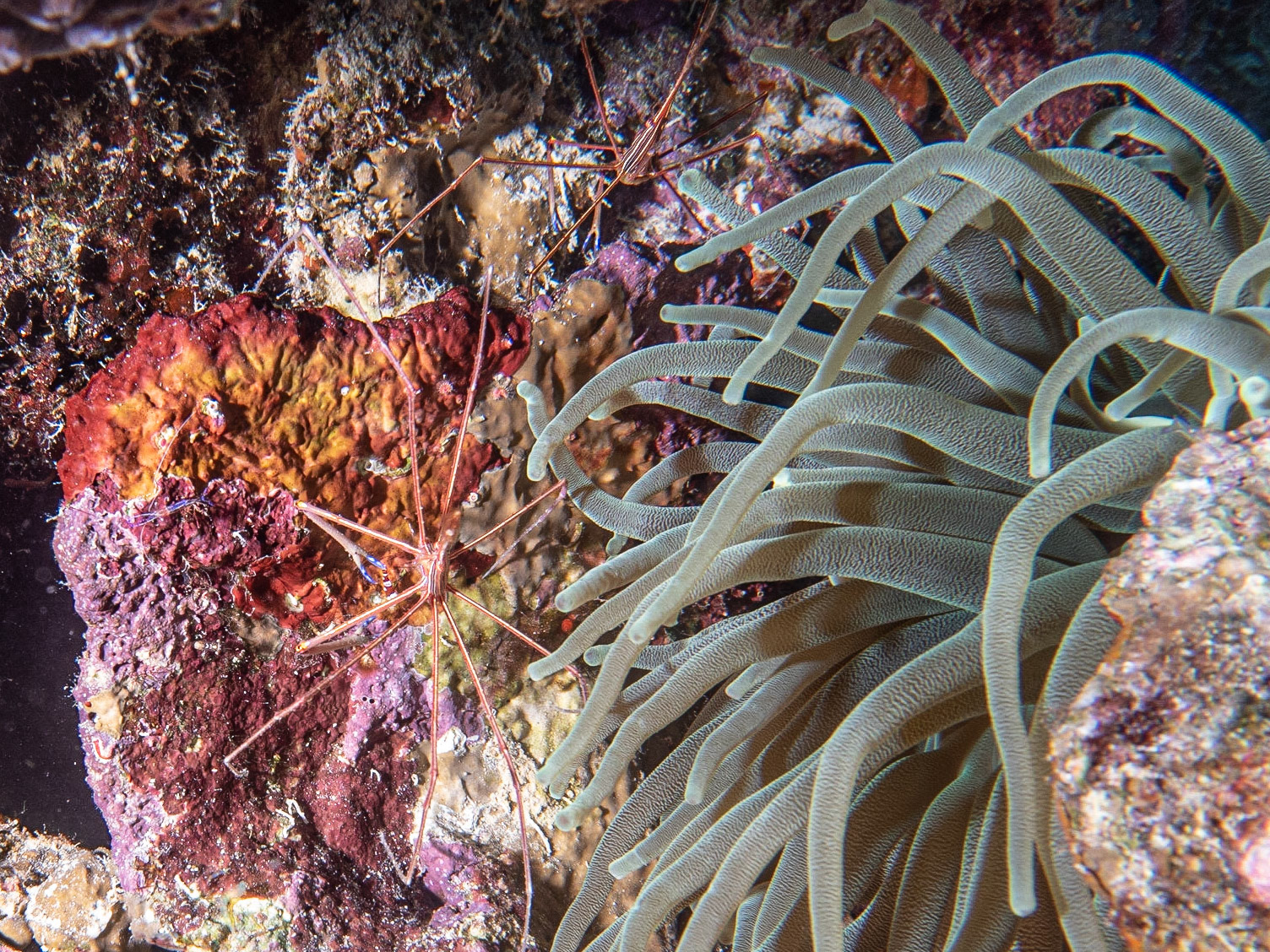 Arrow Crab in an Anemone