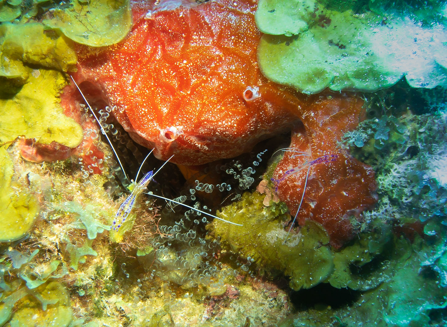 Two cleaner shrimp