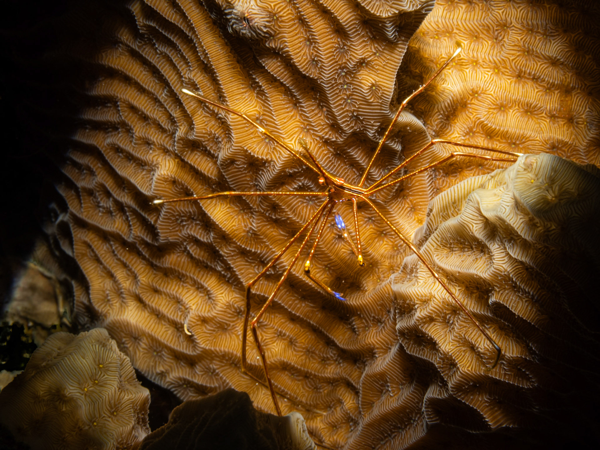 Arrow Crab