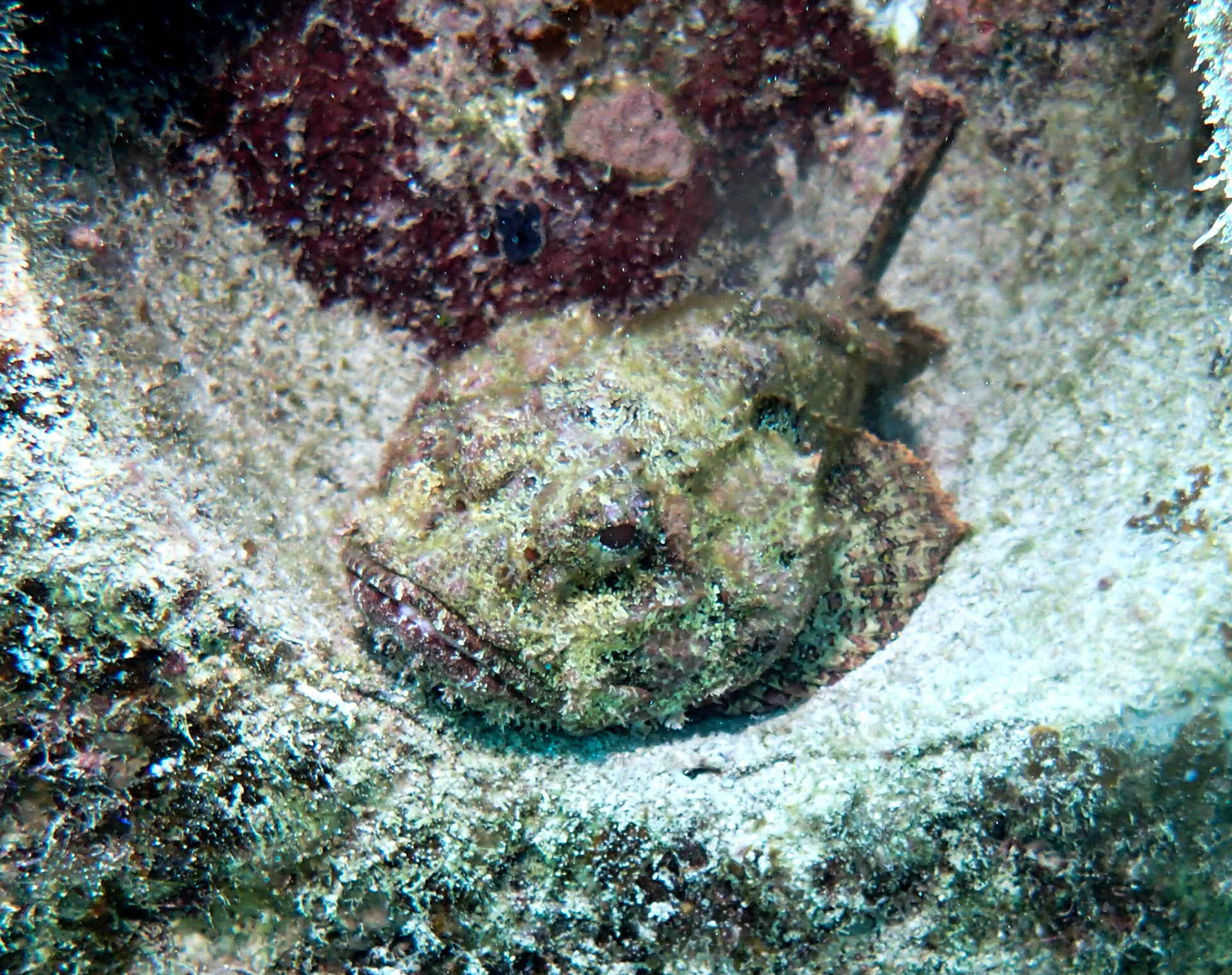This can only be described as a "rockfish"