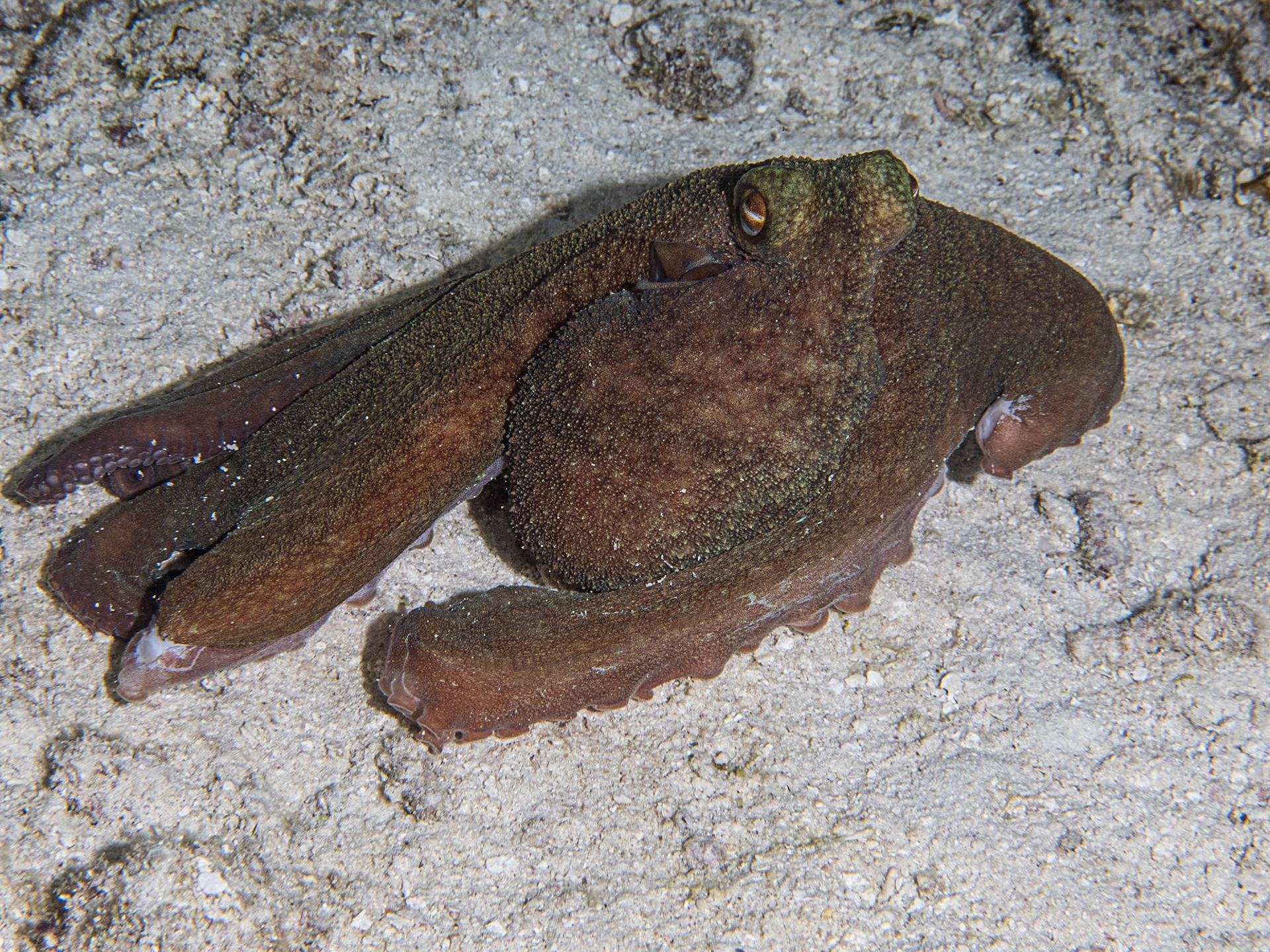 Octopus on a night dive