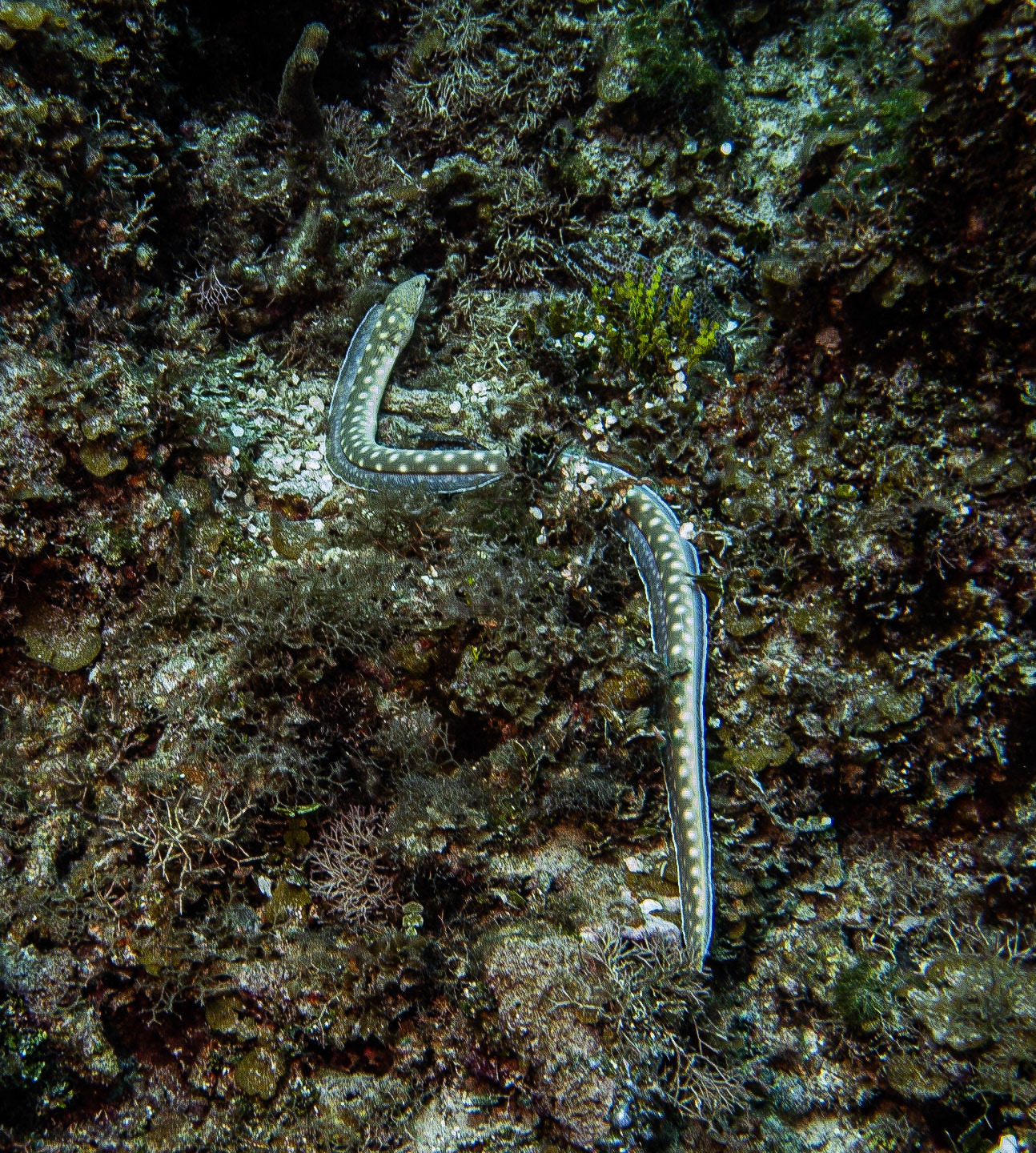 Sharptail eel and red hind