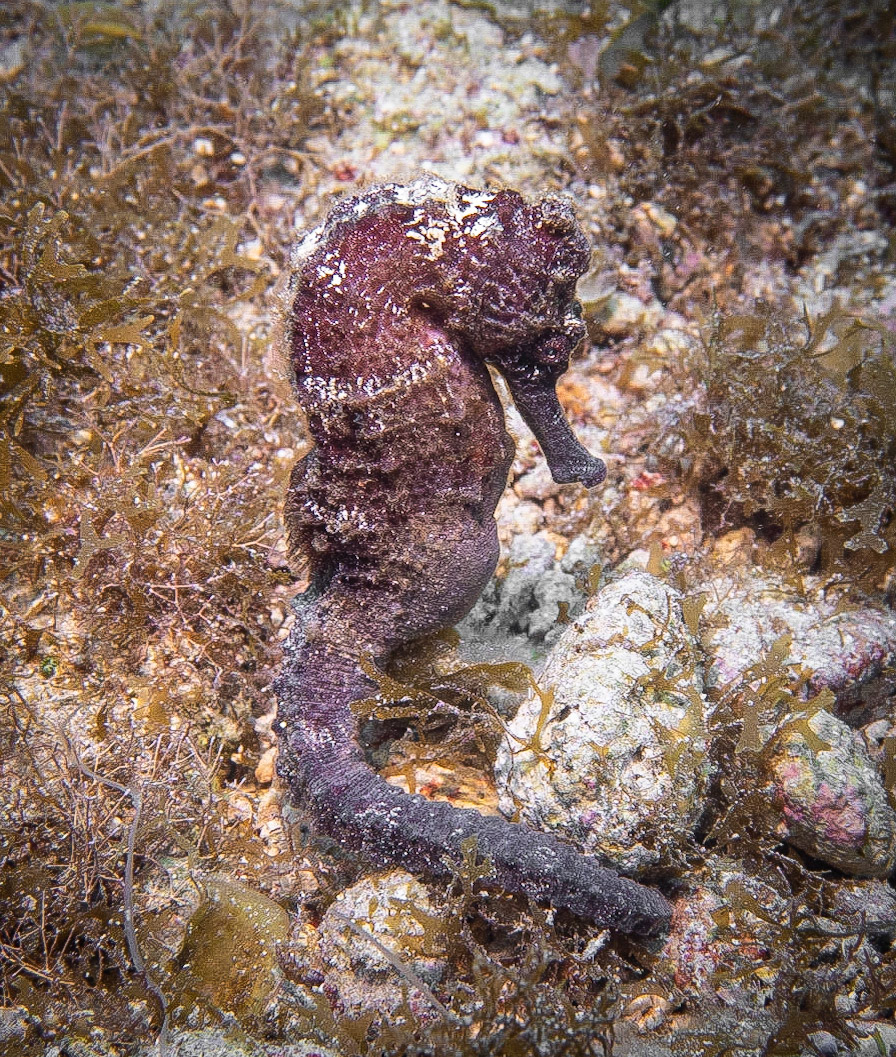 Seahorse