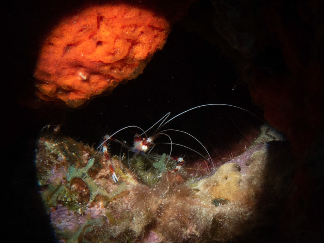 Coral shrimp with a macro lens and snoot on the strobe