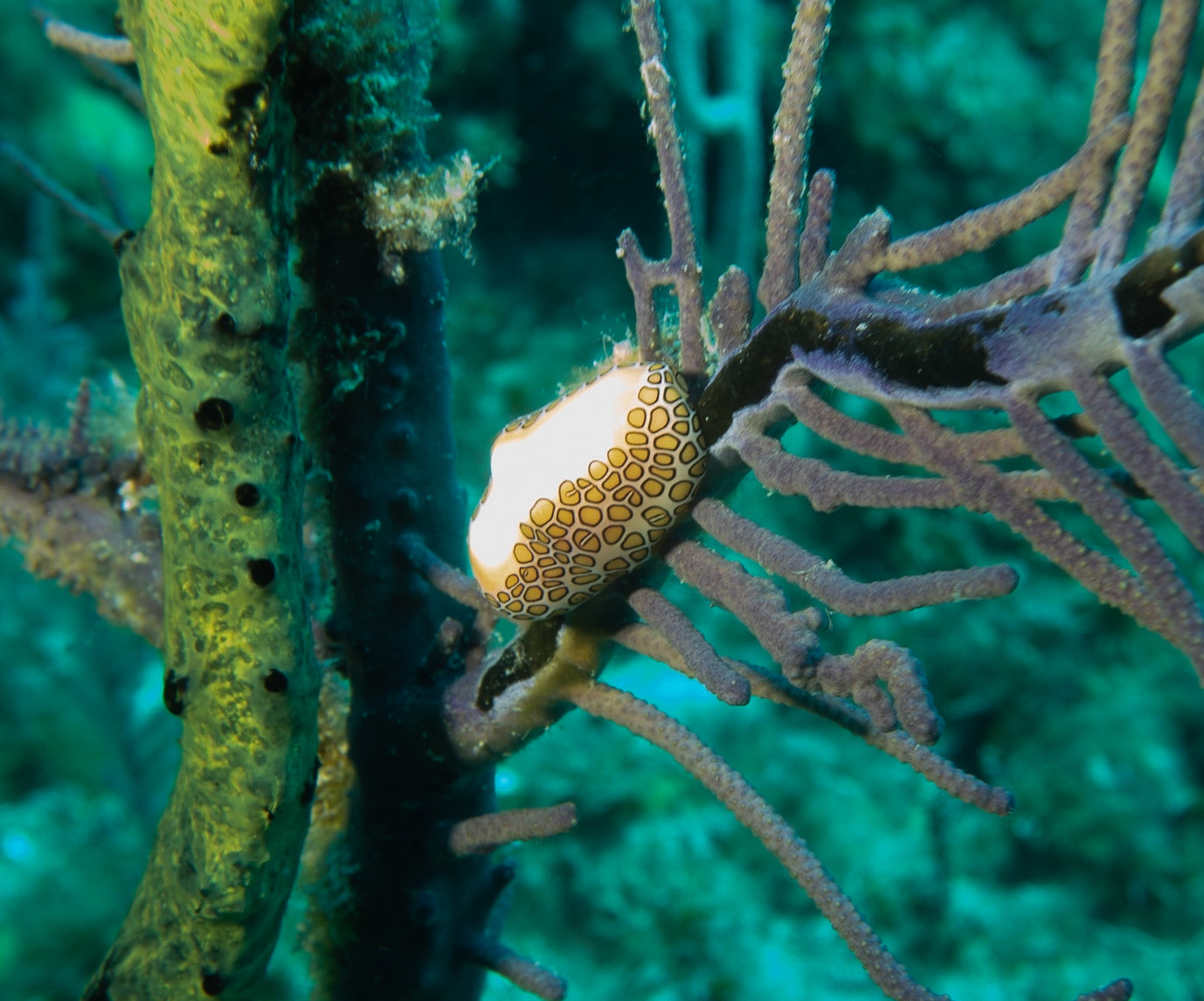 Flamingo tongue