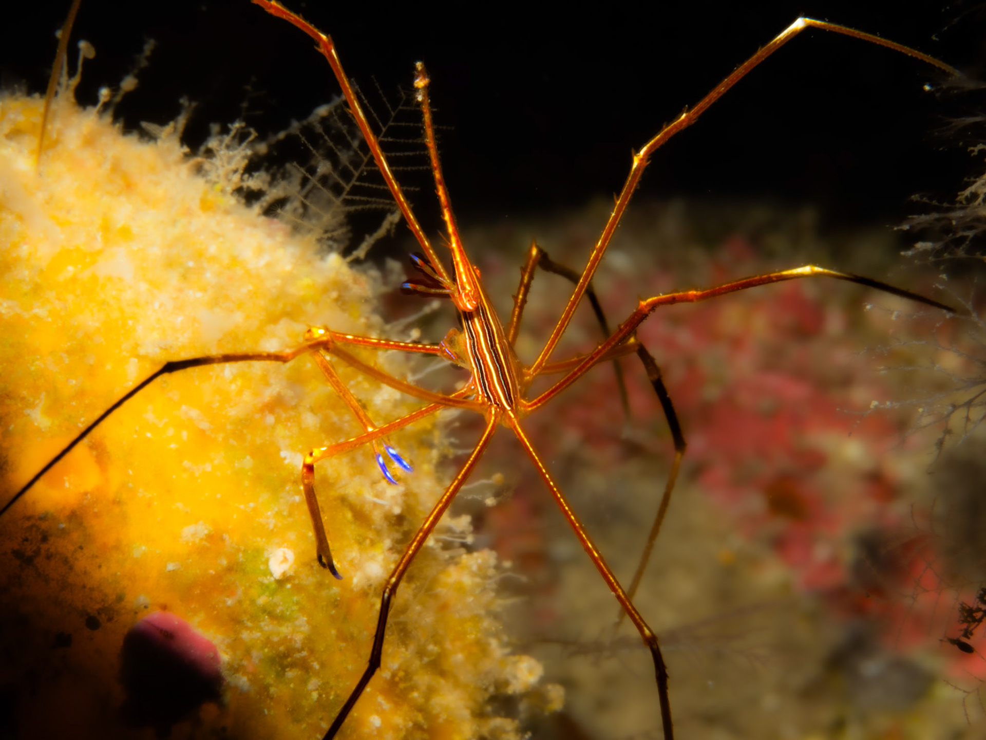 Arrow Crab