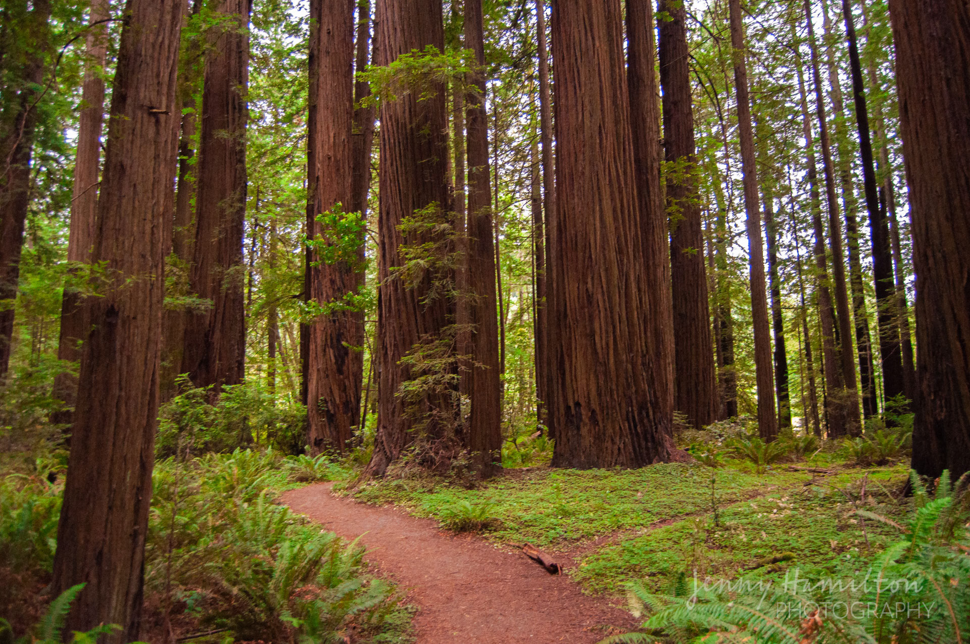 California Redwoods