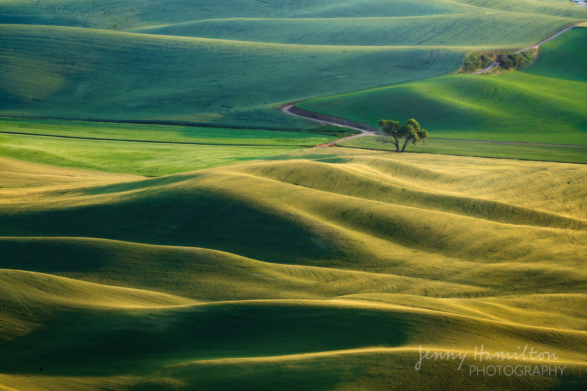 Lone Tree (WA)
