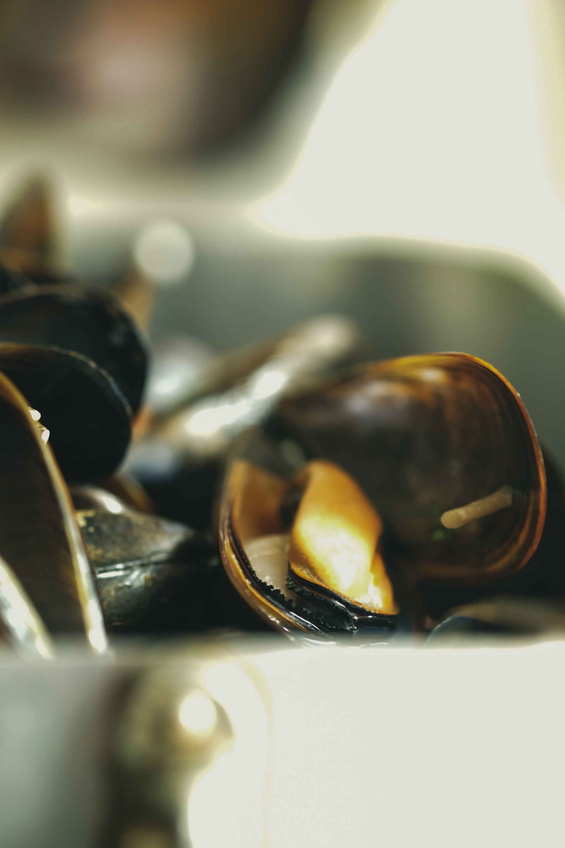 Cozze