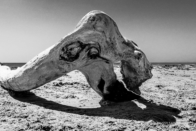 Le monstre