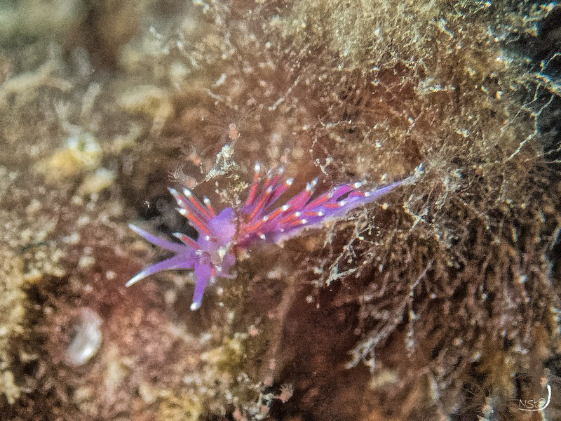 Flabellina pedata