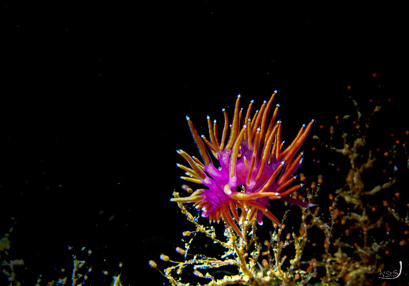 Flabellina ischitana