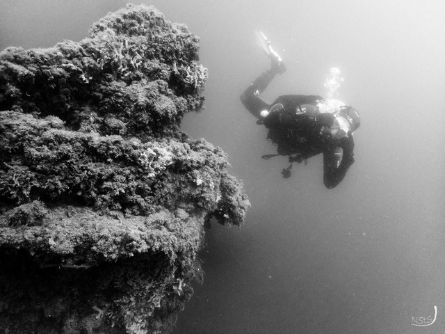 Le Mimosa, Vendres