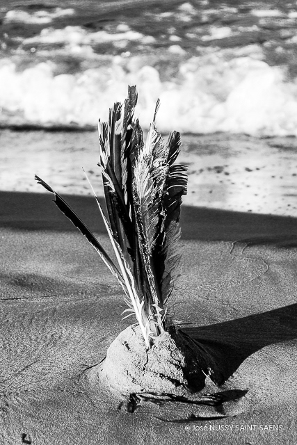 Plumes
