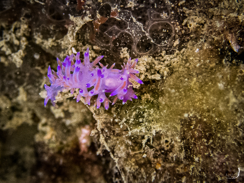 Flabellina affinis