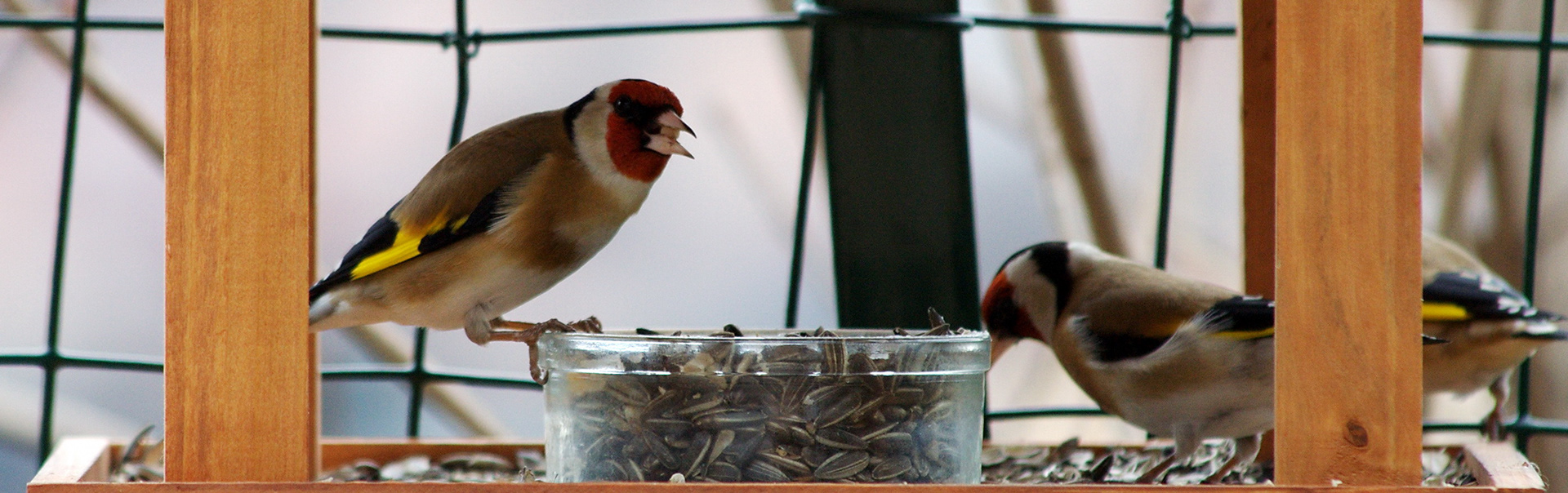 Chardonneret élégant