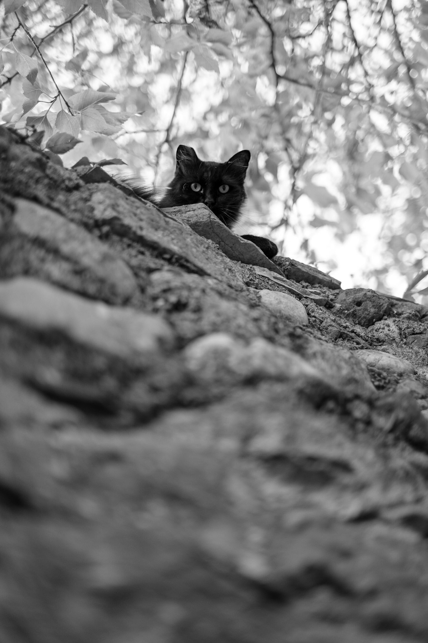 Coucou le chat