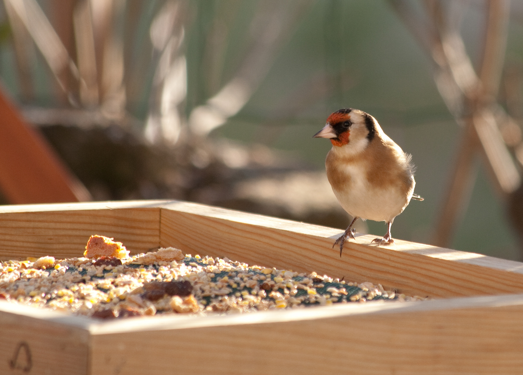 Chardonneret élégant