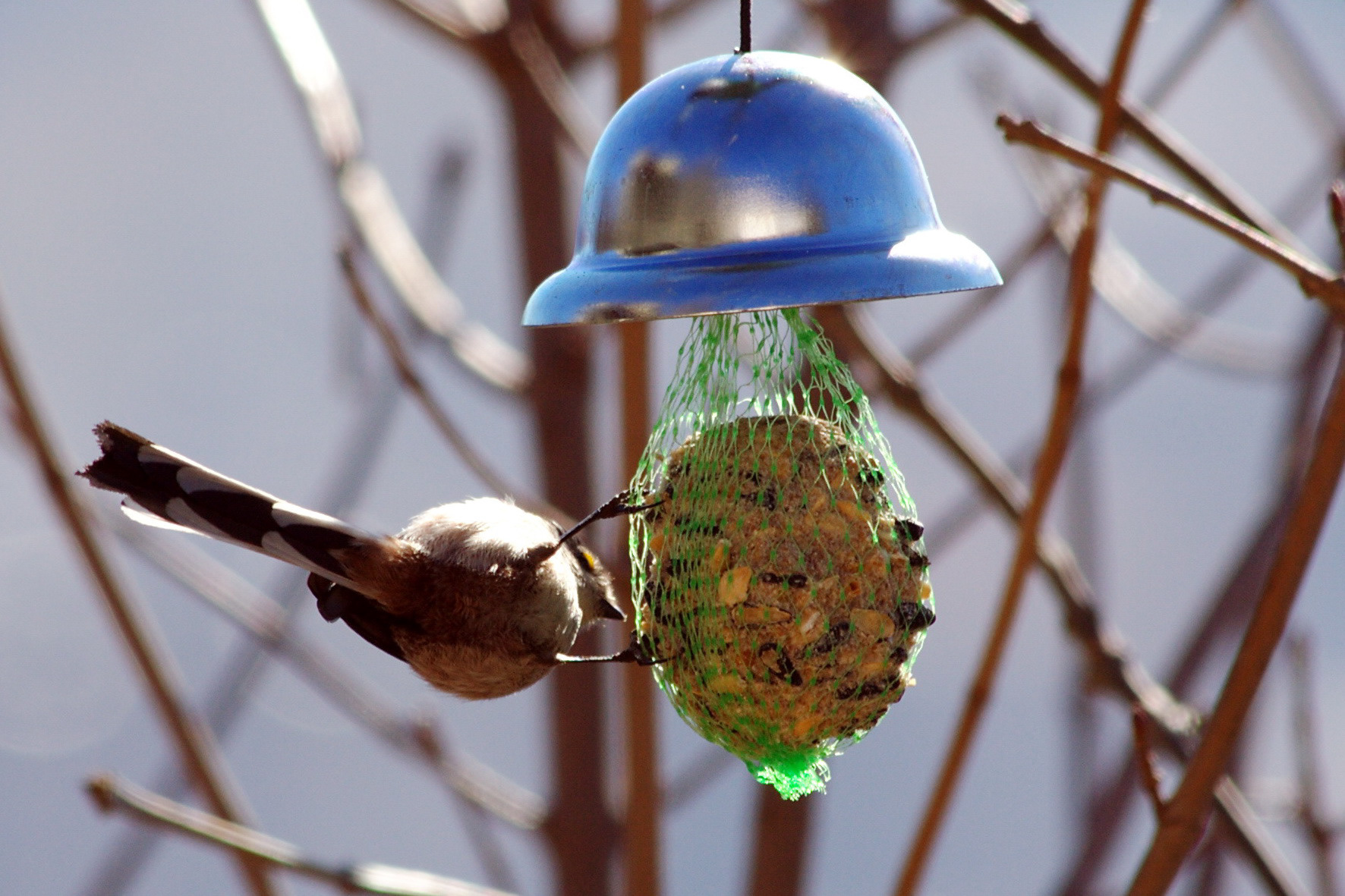 Mésange longue queue