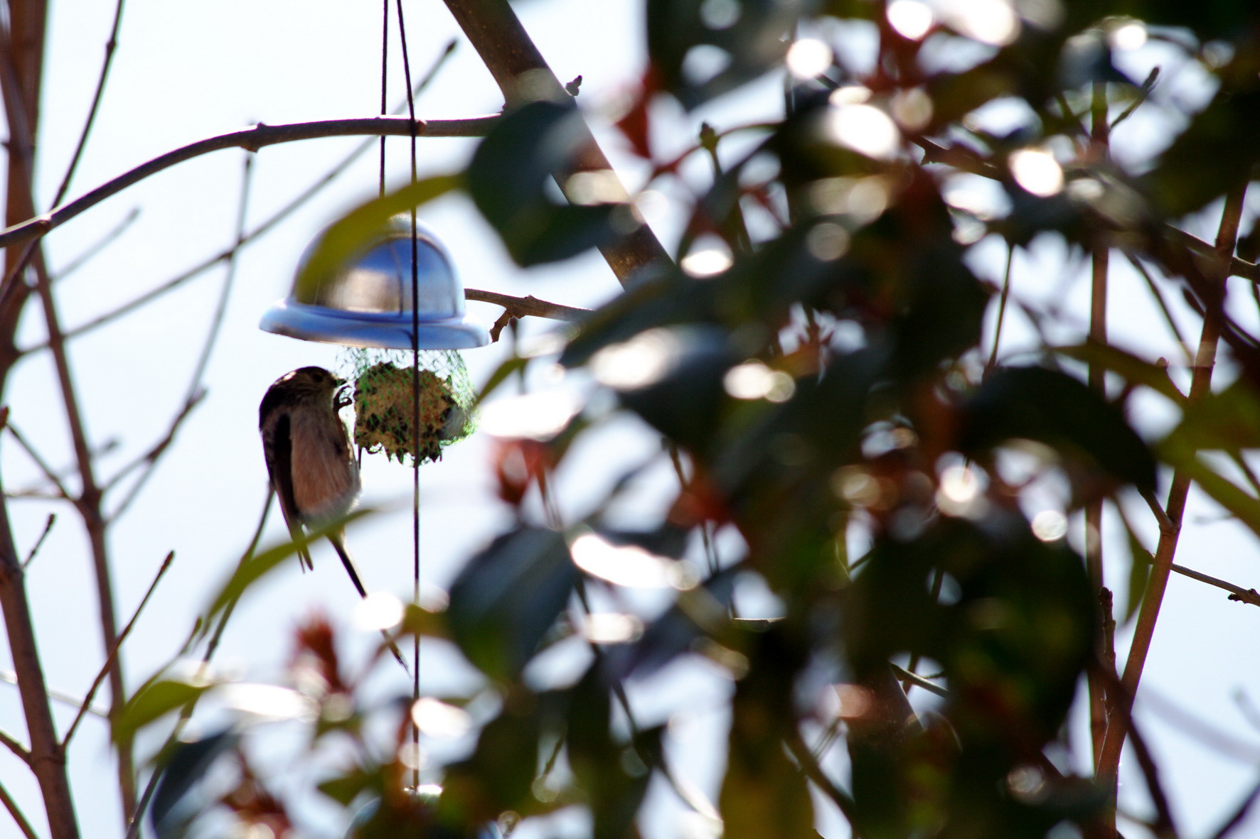 Mésange longue queue