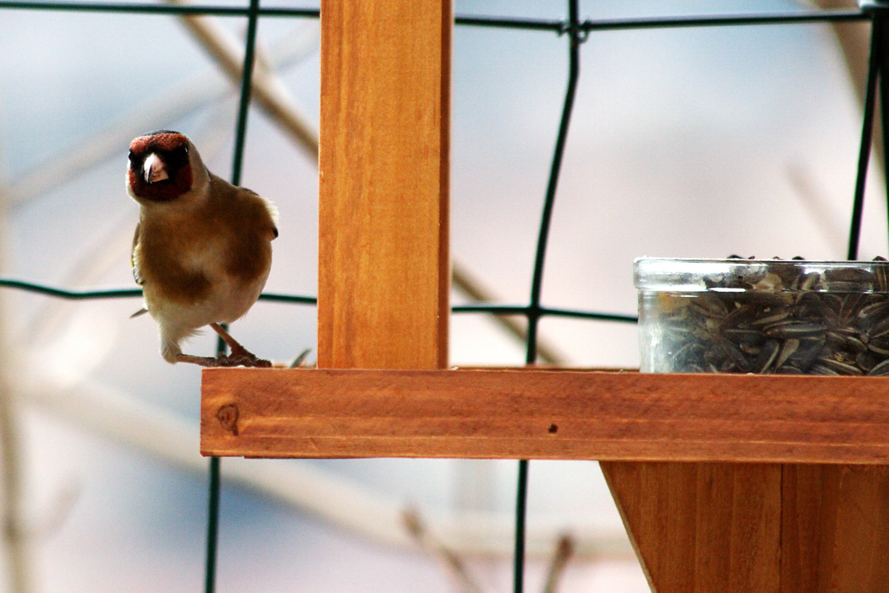 Chardonneret élégant