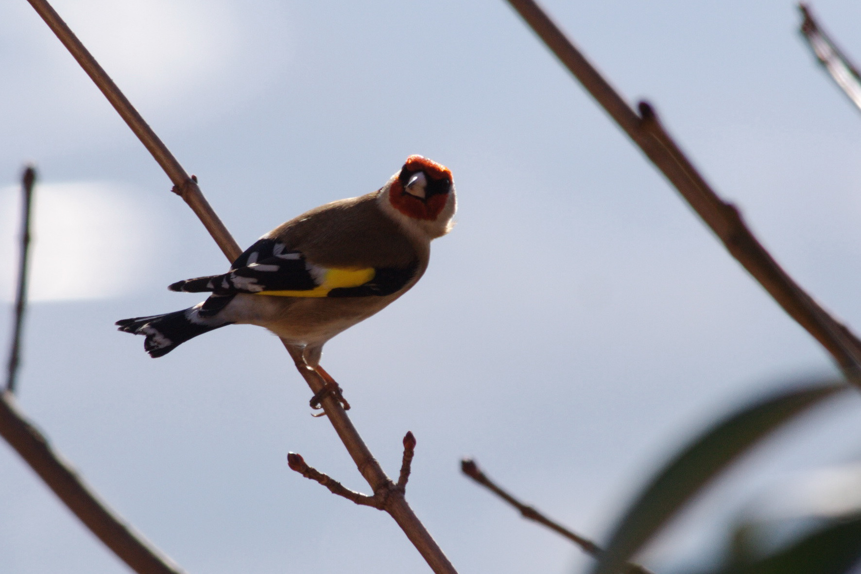 Chardonneret élégant