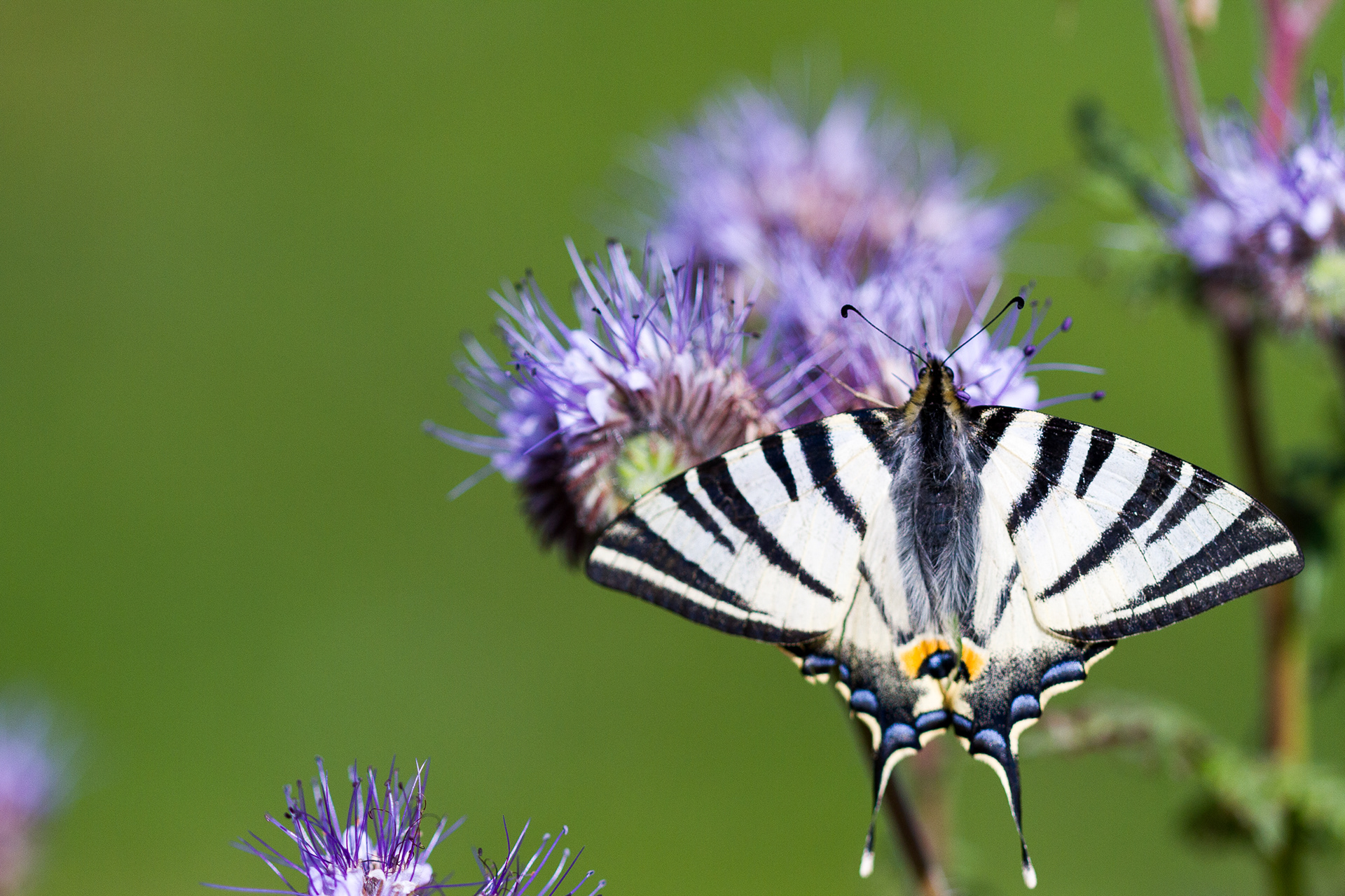 Flambé - Iphiclides podalirius (Papilionidés - Lépidoptères)