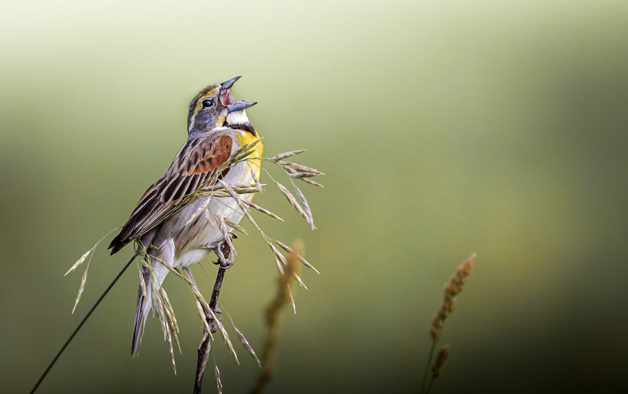 Dickcissel