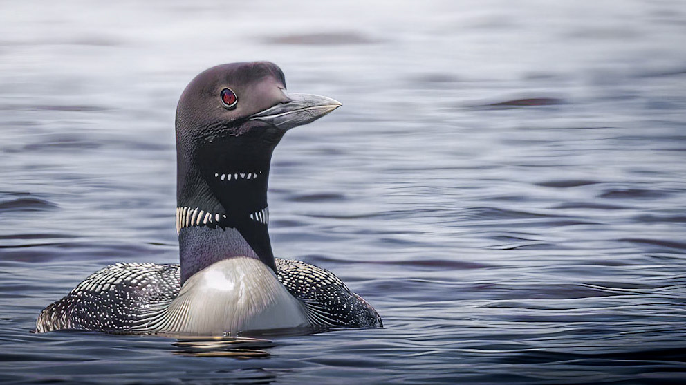 Common Loon