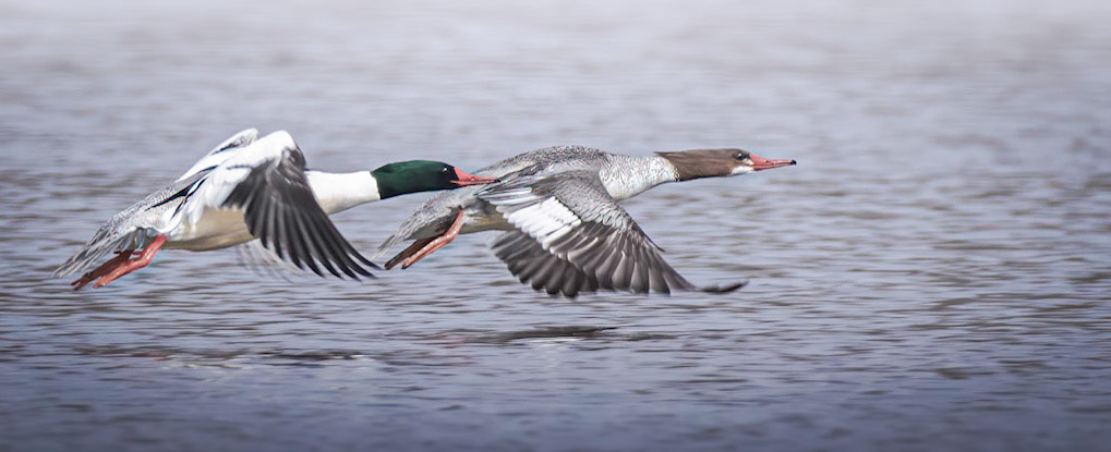 Common Merganser