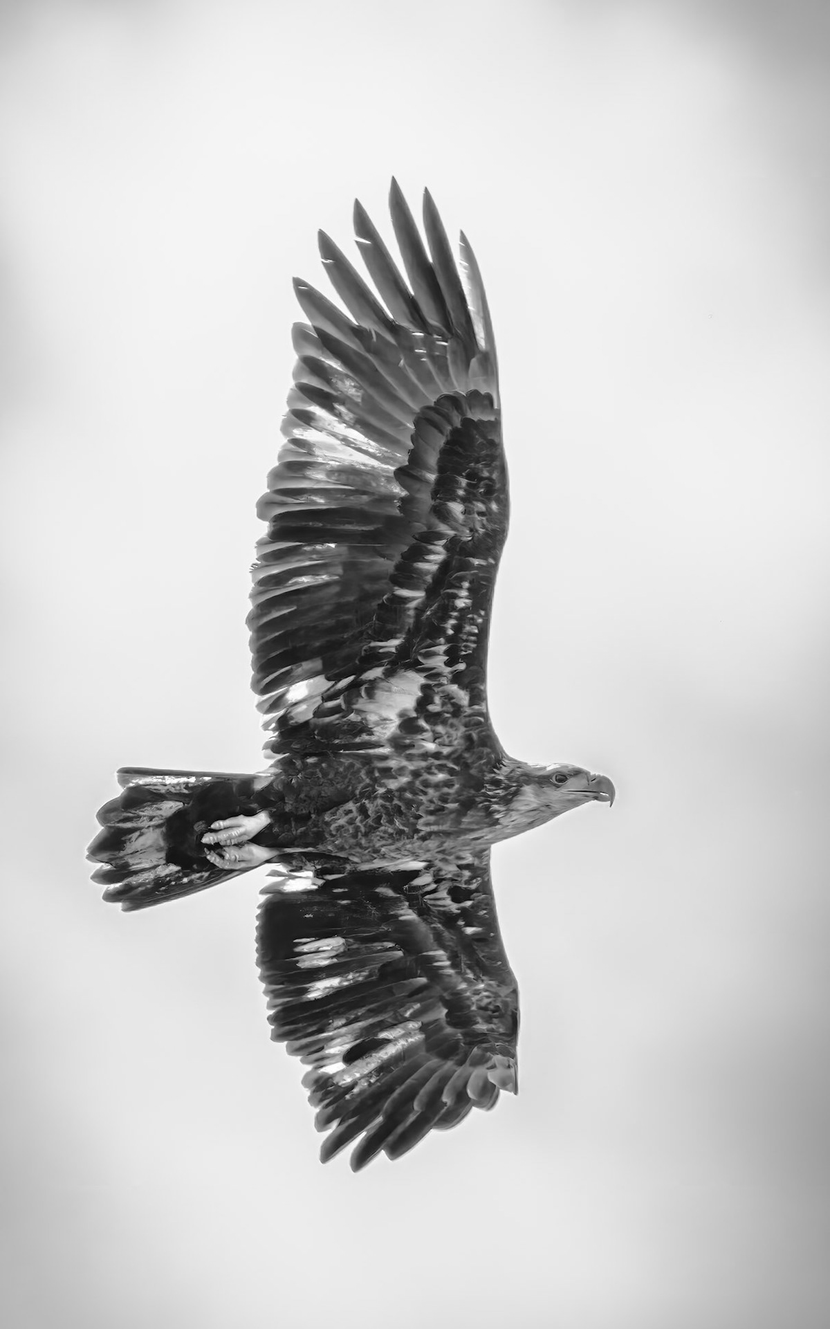 Enlarged with Gigapixel