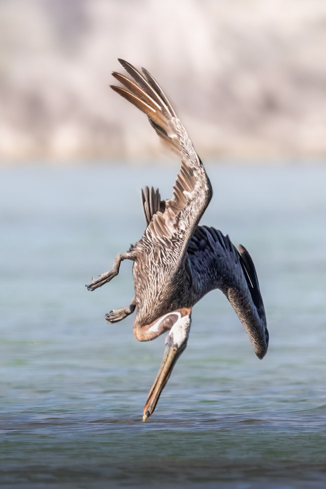 Brown Pelican