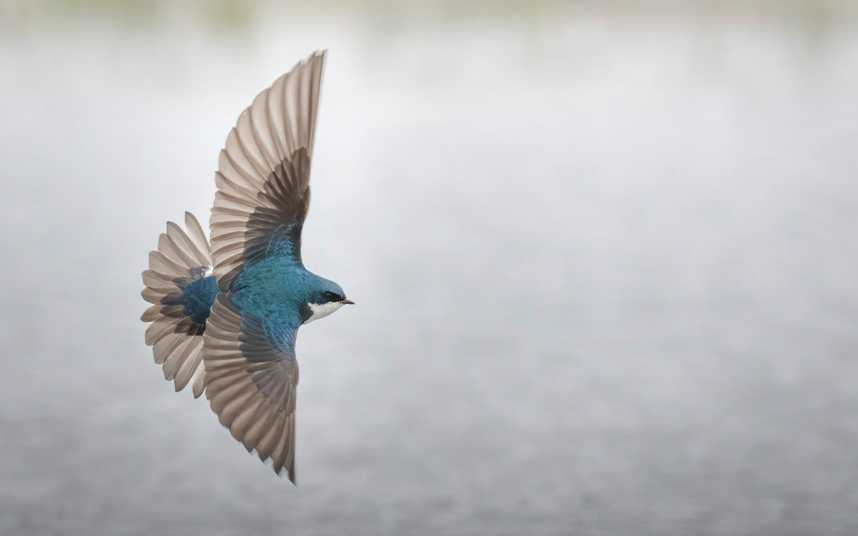 Tree Swallow