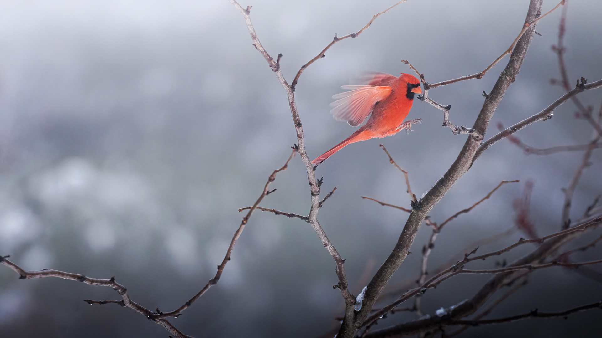 Northern Cardinal