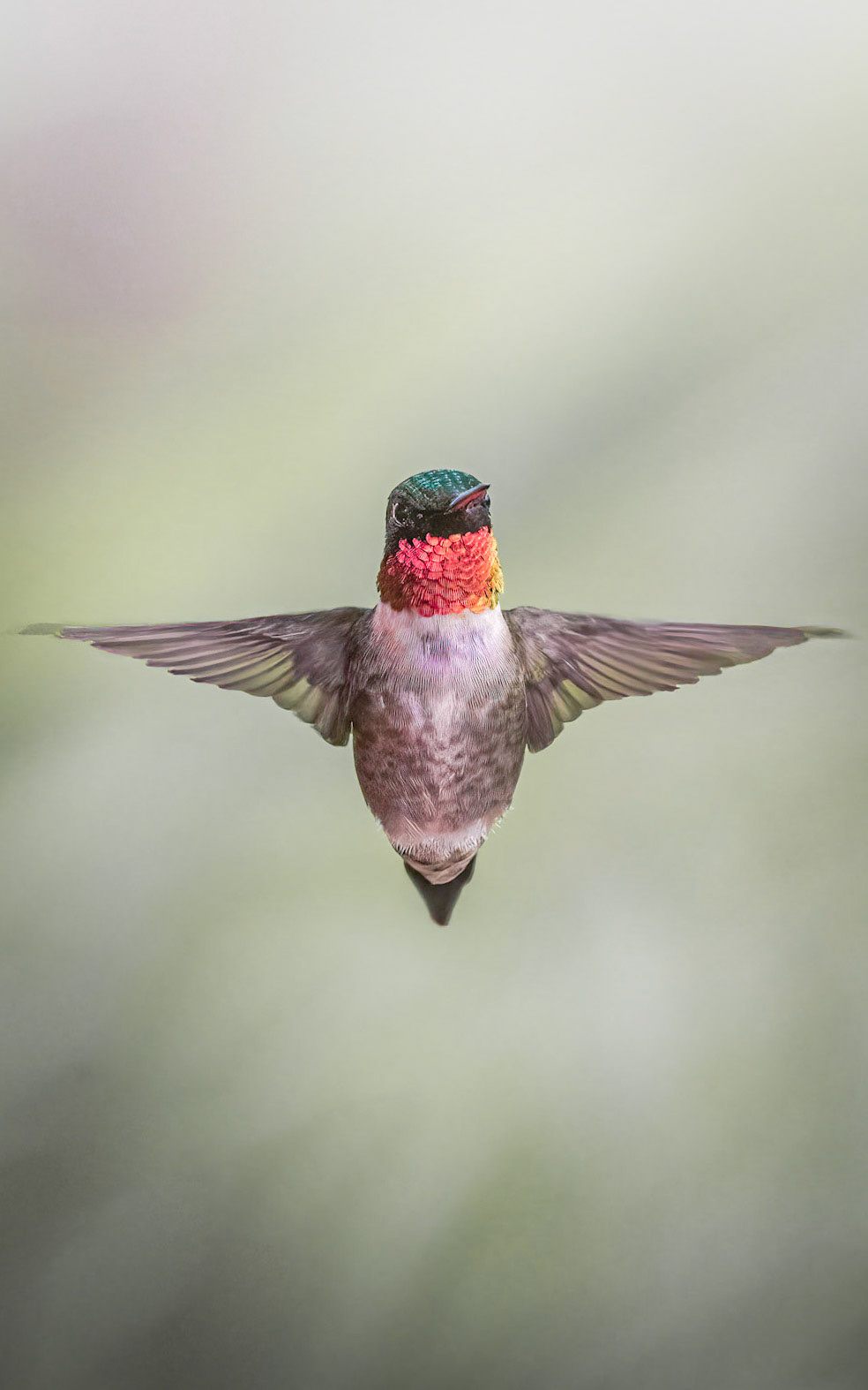Ruby-throated Hummingbird