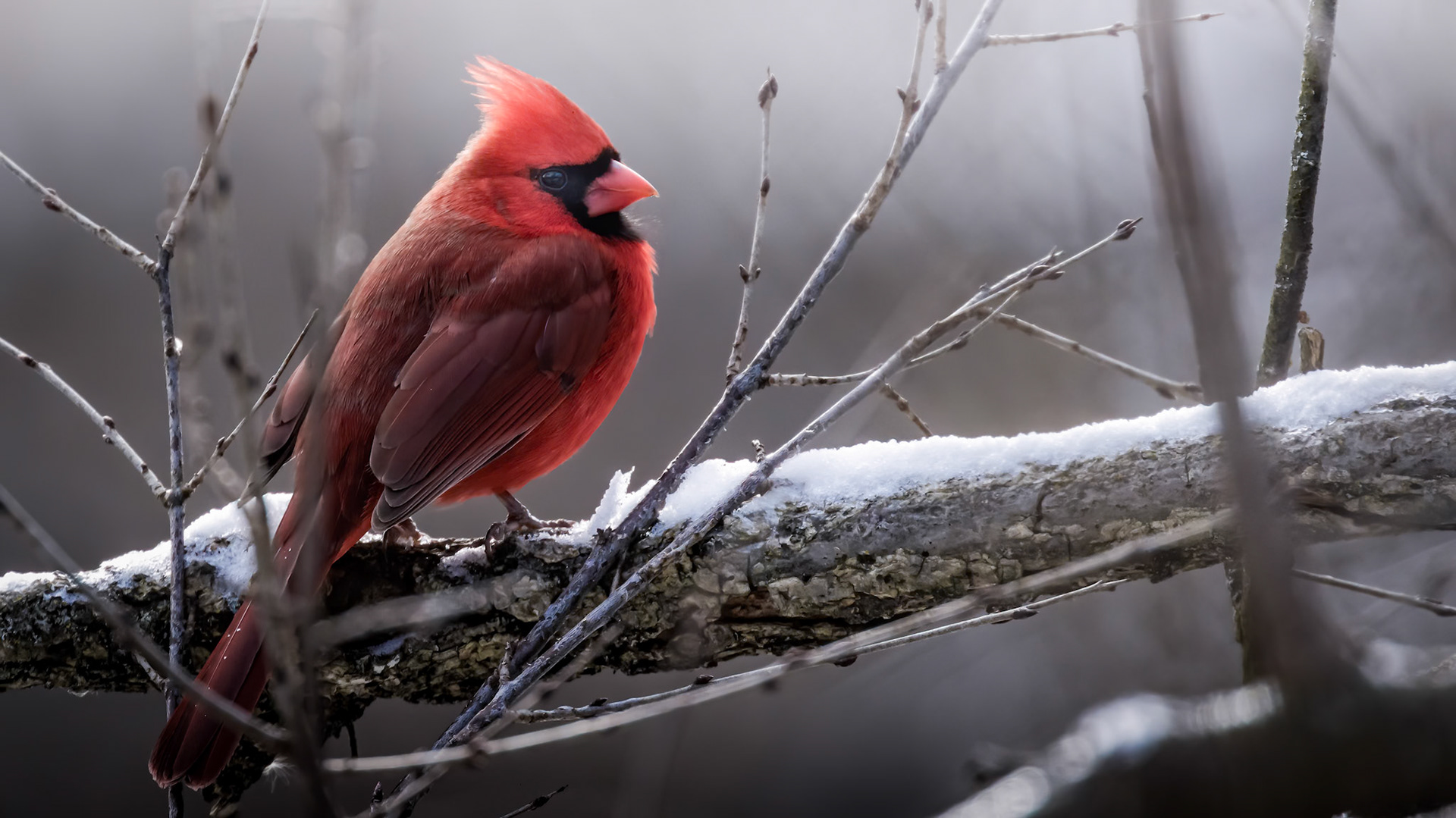 Northern Cardinal
