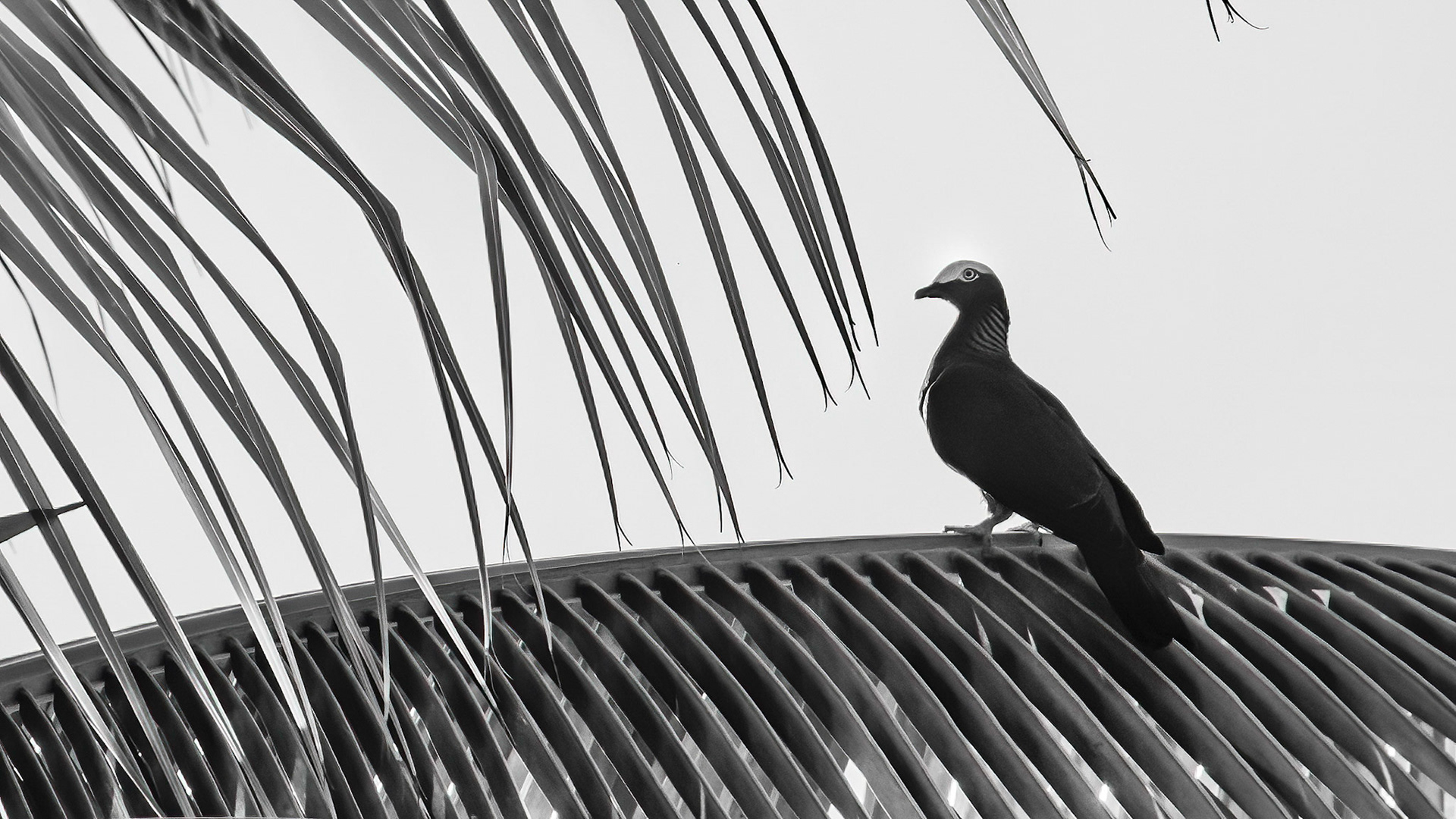 White-crowned Pigeon