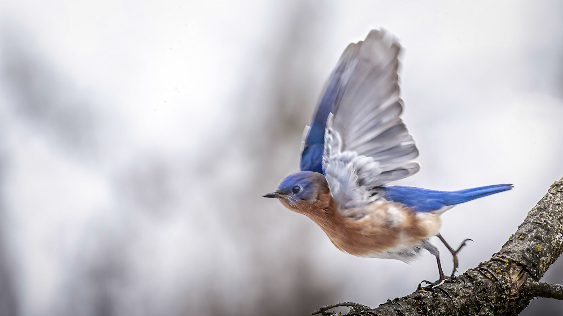 Eastern Bluebird