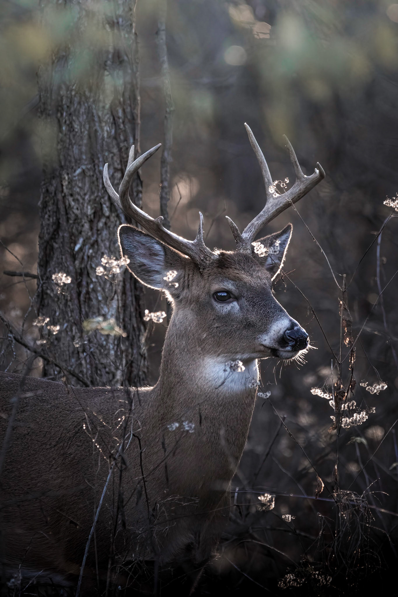 Deer Buck