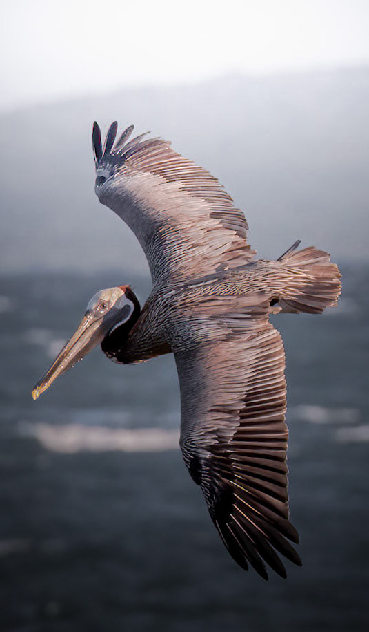Brown Pelican
