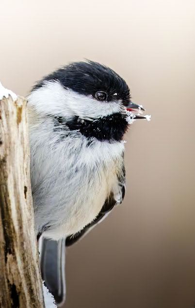 Black-capped Chickadee