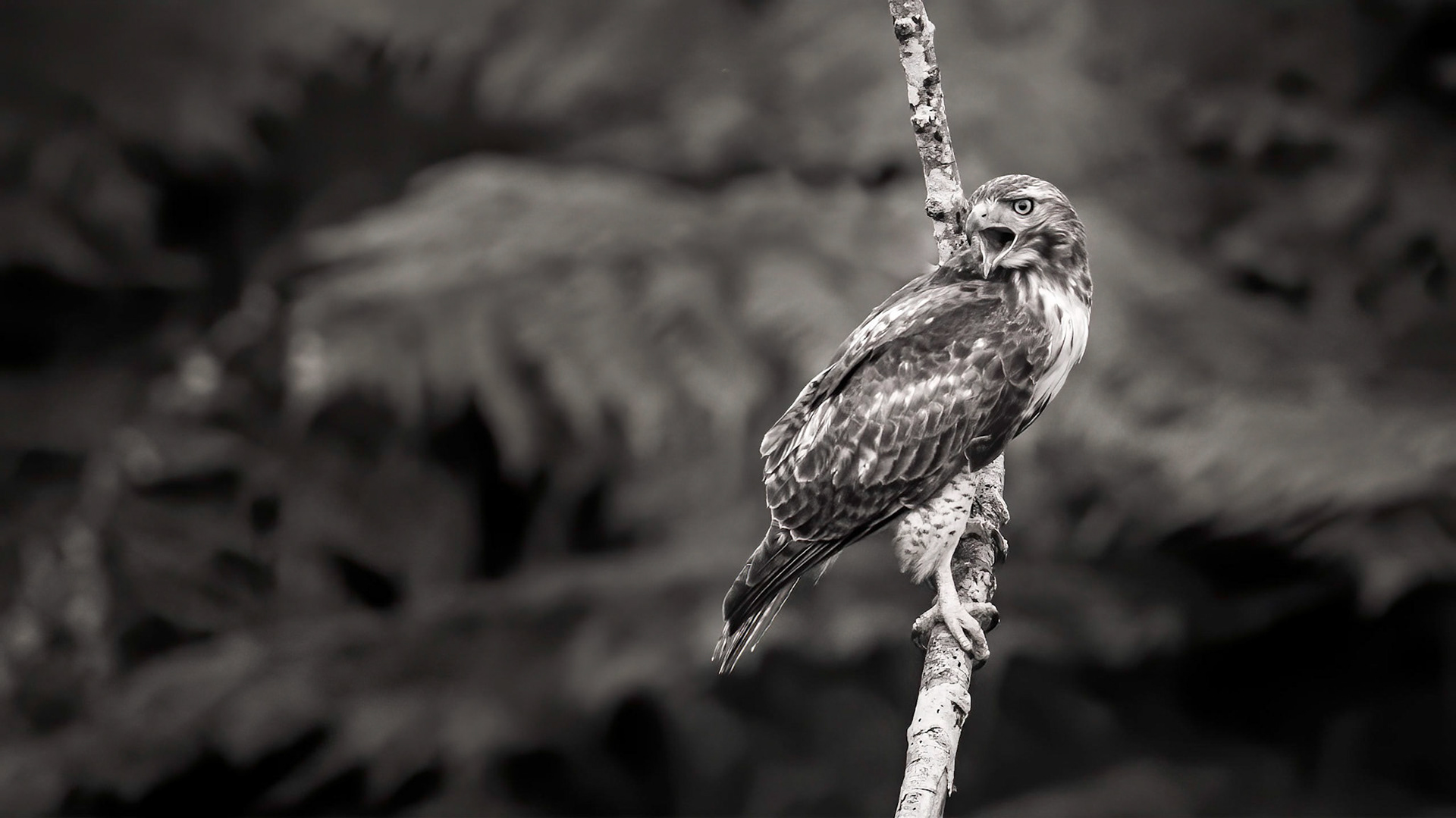 Red-tailed Hawk